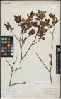 Foto von Salix myrsinifolia Salisb. x Salix phylicifolia L.